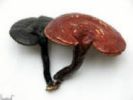 Ganoderma Extract 